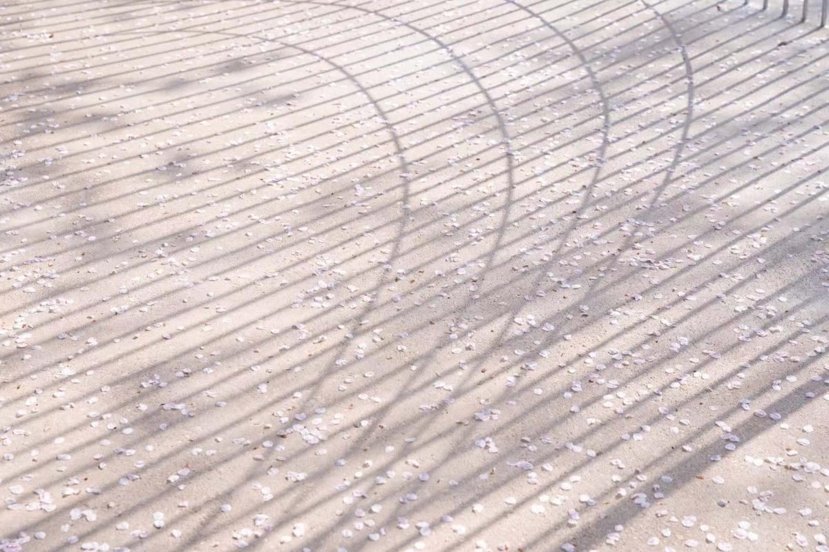 011-地面灑落的光影和櫻花.jpg 011-地面灑落的光影和櫻花.jpg